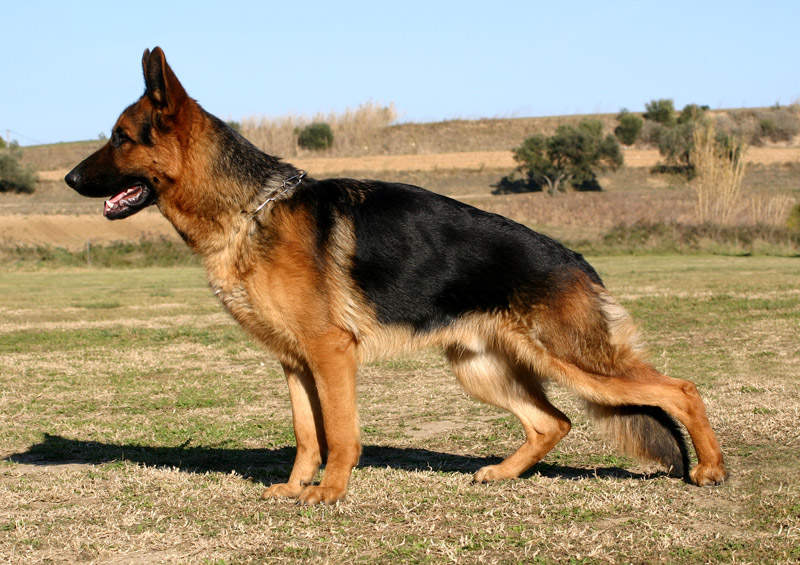 vokieciu aviganis German Shepherd