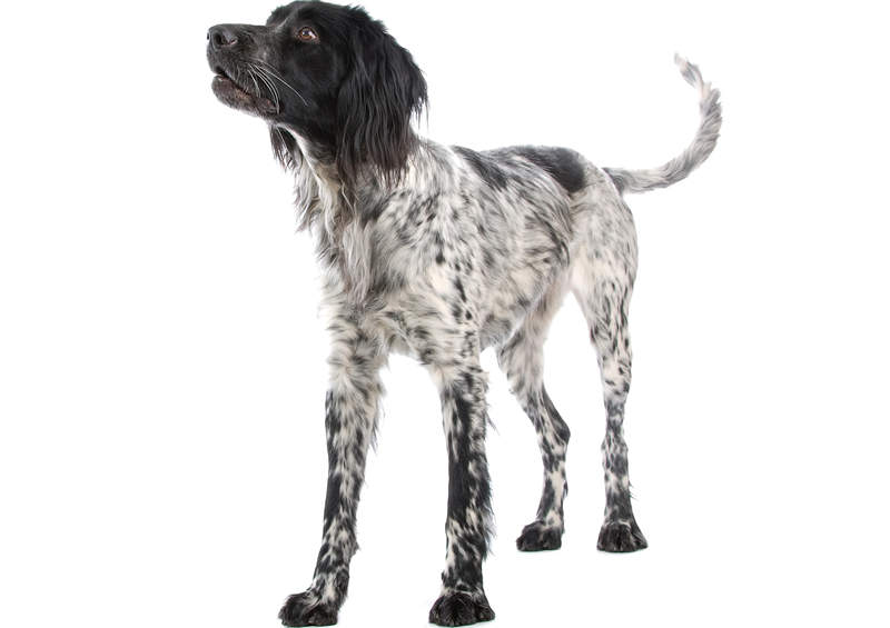 vokieciu didysis spanielis large munsterlander 2