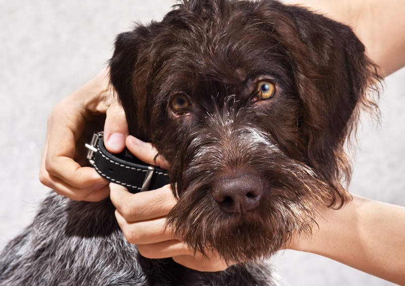 vokieciu dratharas German Wirehaired Pointer 4