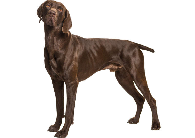 Kurtsharas (German Shorthaired Pointer)