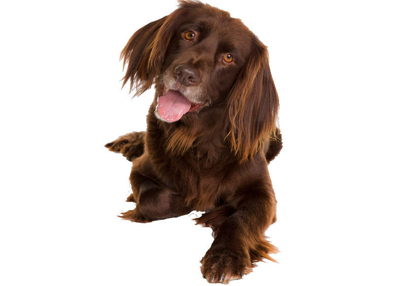Vokiečių Ilgaplaukis Spanielis (German Longhaired Pointer) Vidutinysis Vandėjos Grifonas (Briquet Griffon Vendeen)Vokiečių Ilgaplaukis Spanielis (German Longhaired Pointer)