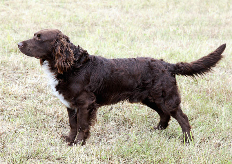Vokiečių spanielis (Deutscher Wachtelhund) Vokiečių spanielis (Deutscher Wachtelhund)
