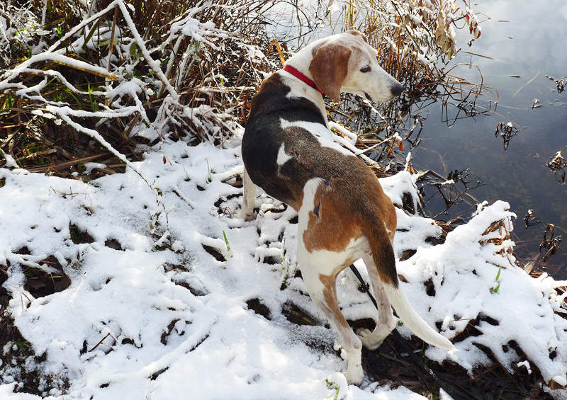 volkerio kunhaundas treeing walker coonhound 2