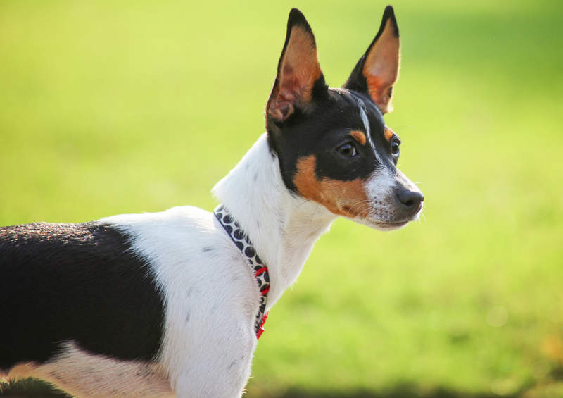 ziurkinis terjeras Rat Terrier 2