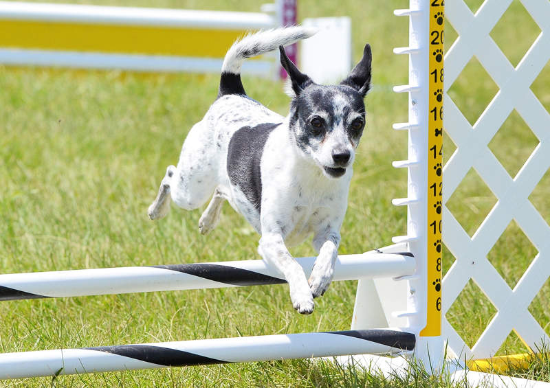 ziurkinis terjeras Rat Terrier 3