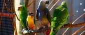 Kalbančios papūgos (Tikrosios aros, macaws)