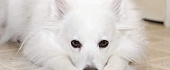 Amerikos eskimų šuo (American Eskimo Dog)