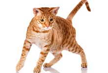 Oksikat katės (Ocicat)