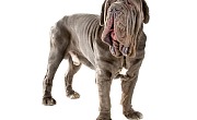 Neapolio mastinas (Neapolitan Mastiff)