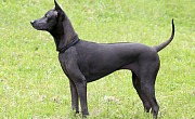 Tailando ridžbekas (Thai Ridgeback)