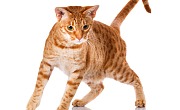 Oksikat katės (Ocicat)