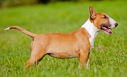 Bulterjeras (Bull Terrier)