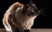 Balio katės (Balinese cat)