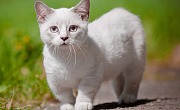 Munčkinas (Munchkin cat)