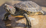 Raudonausis vėžlys (Trachemys scripta elegans)