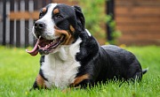 Didysis Šveicarų Zenenhundas (Greater Swiss Mountain Dog)