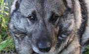 Norvegų pilkasis špicas (Norwegian Elkhound)