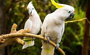 Kakadu papūgos (Cockatoo)