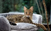 Savanos katė (Savannah cat)