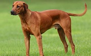 Rodezijos ridžbekas (Rhodesian Ridgeback)