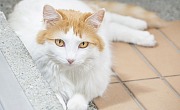 Turkų van katės (Turkish Van cat)