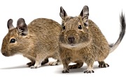 Degu