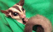 Voverė skraiduolė (Sugar glider)