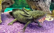 Aksolotlis (Ambystoma mexicanum)