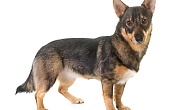 Švedijos valhundas (Swedish Vallhund)