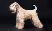 Airių kviečiaspalvis terjeras (Irish soft-coated Wheaten Terrier)