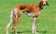 Saliukis (persų kurtas, angl. Saluki)