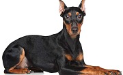 Vokiečių pinčeris (German Pinscher)