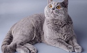 Britų trumpaplaukis (British Shorthair)