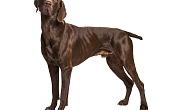 Kurtsharas (German Shorthaired Pointer)