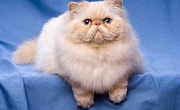 Persų katės (Persian cat)