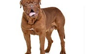 Bordo dogas (Dogue de Bordeaux)