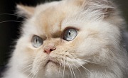 Himalajų katė (Himalayan cat)