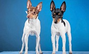 Amerikiečių toiterjeras (American Toy Terrier)