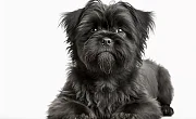 Afenpinčeris (Affenpinscher)