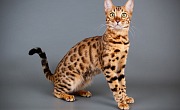 Bengalijos katės (Bengal cat)