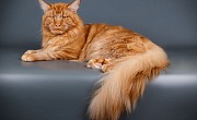 Meino meškėnas (Maine Coon)