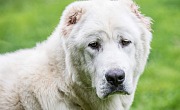 Vidurinės Azijos aviganis (Central Asian Shepherd)