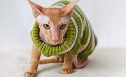 Peterbaldas (Peterbald)