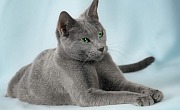 Rusų mėlynasis (Russian Blue)