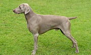 Veimaro paukštšunis (Veimaraneris, Weimaraner)