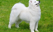 Samojedas (Samoyed)