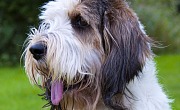 Didysis Vandėjos Baset-grifonas (Grand Basset Griffon Vendeen)