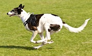 Greihaundas (Greyhound)