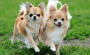 Čihuahua (Chihuahua)