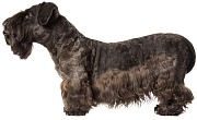 Čekų terjeras (Cesky Terrier)